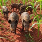 Javalis selvagens invadindo lavoura de milho no interior do Brasil, alertando para insuficiência de caçadores.