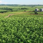 Paisagem de plantação de soja em Goiás, simbolizando o segundo maior crescimento econômico no Brasil em 2025.