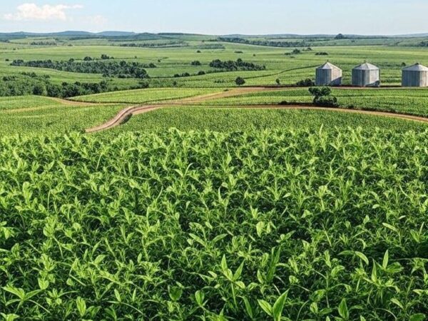 Paisagem de plantação de soja em Goiás, simbolizando o segundo maior crescimento econômico no Brasil em 2025.