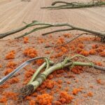 Radares de velocidade derrubados e vandalizados na rodovia GO-164 em Nova Crixás, Goiás.