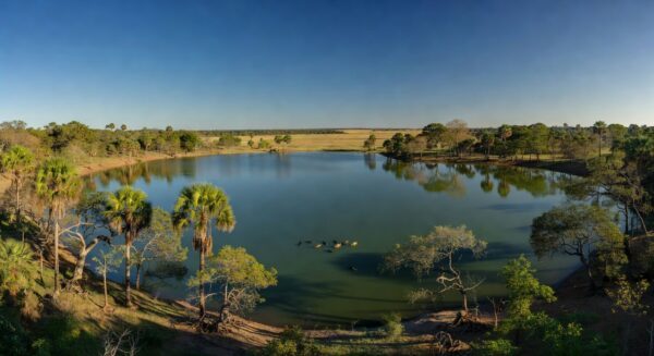 Lago Corumbá em Goiás com cardume de piranhas na água, representando ataque no local.