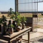 Vasos de cerâmica com plantas de maconha encontrados por policiais em presídio de Jataí, Goiás.