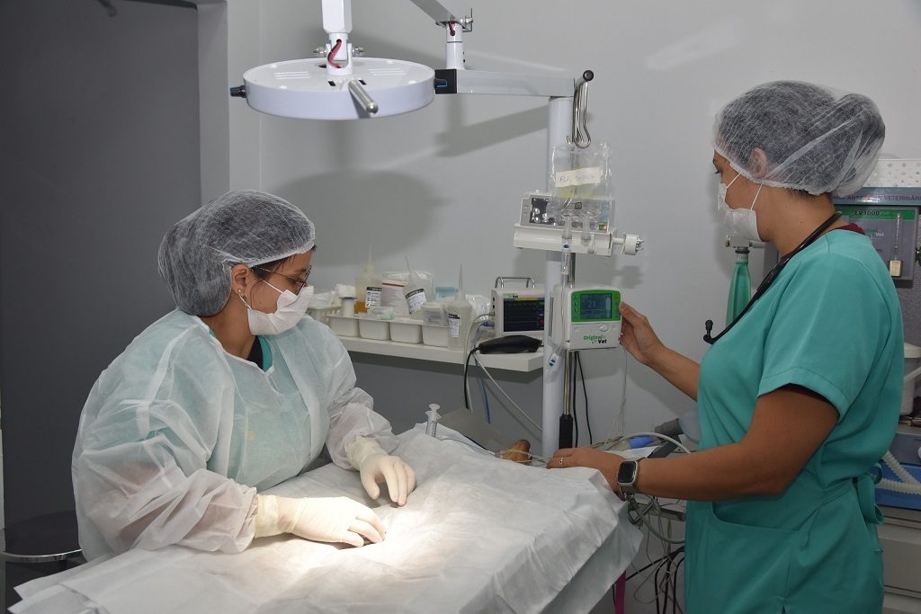 Encaminhamento dos pets para adoção responsável ajuda a garantir um lar afetuoso e seguro para os animais – Foto: Jhonney Macena